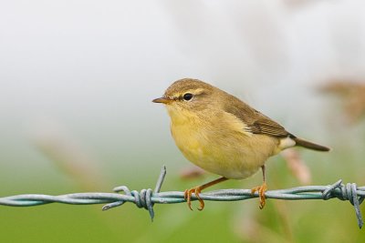 Willow Warbler  