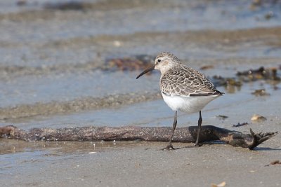 Curlew Sandpiper