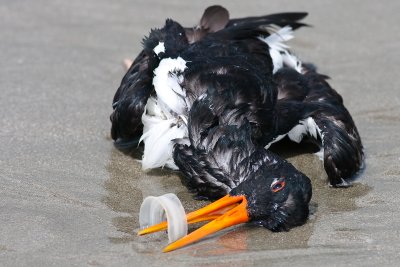Oystercatcher Pollution Victim