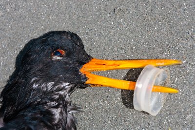 Oystercatcher Pollution Victim Died of Starvation