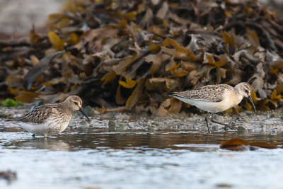 Curlew Sandpiper (RHS) and  Dunlin (LHS)