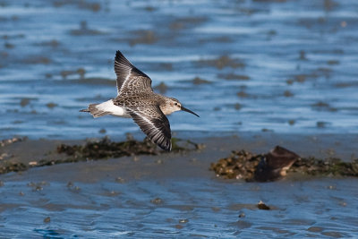 Curlew Sandpiper