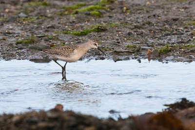 Curlew Sandpiper Calidris ferruginea