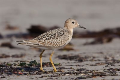 Buff-breasted Sandpiper