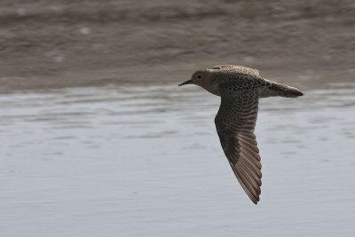 Buff-breasted Sandpiper in Flight