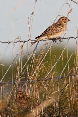 Lapland Bunting &  Reed Bunting