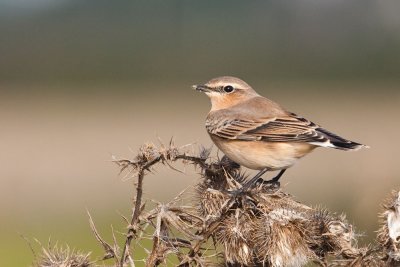 Wheatear