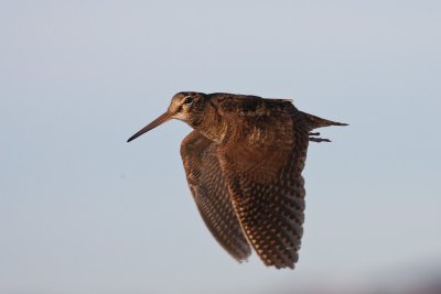 Woodcock in Flight