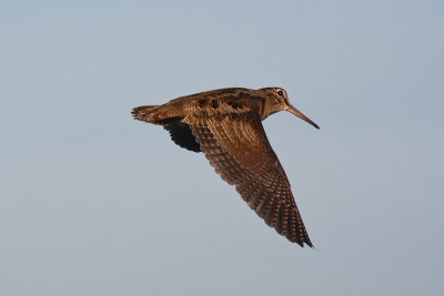 Woodcock in flight