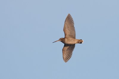 Woodcock in Flight