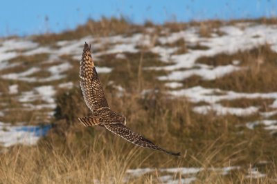 Short-eared Owl at Killard Nature Reserve