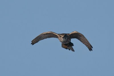 This Merlin had just caught a Robin