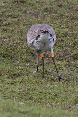 Colour Ringed Birds