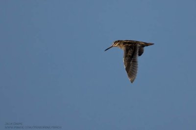 Jack Snipe Lymnocryptes Minimus