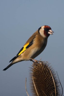 Goldfinch on Teasel