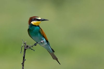 Bee Eater