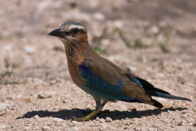 Purple Roller