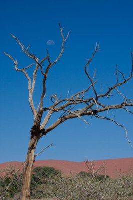  Sossusvlei Namibia Tree Moon