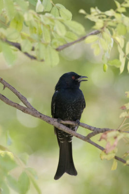 Drongo