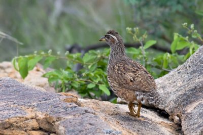 Hartlaubs Francolin