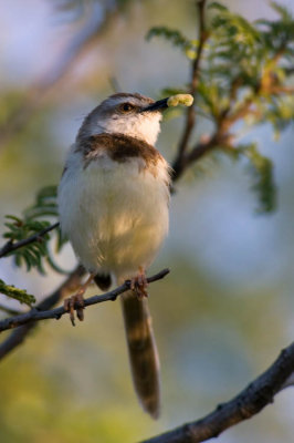 Black Chested Prinia