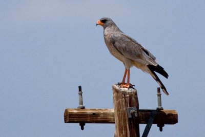 Pale Chanting Goshawk