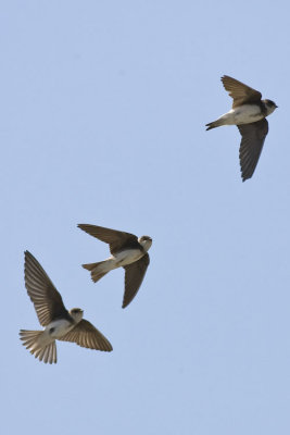 Sand Martins