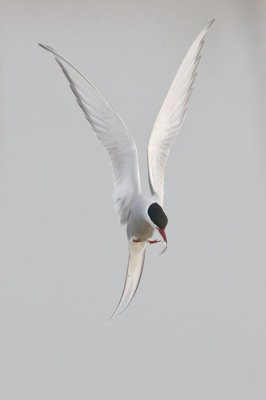 Arctic Tern Sterna Paradisea