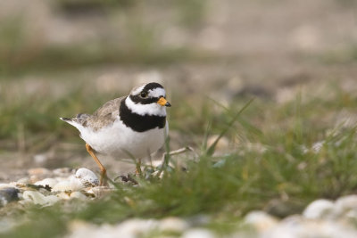 Ringed Plover