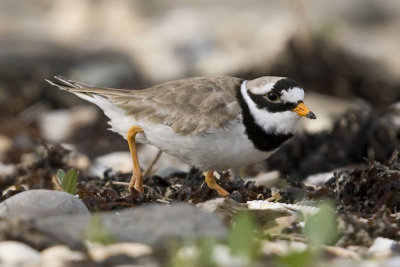 Ringed Plover