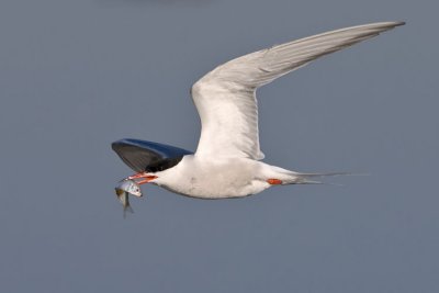 Common Tern Sterna Hirundo