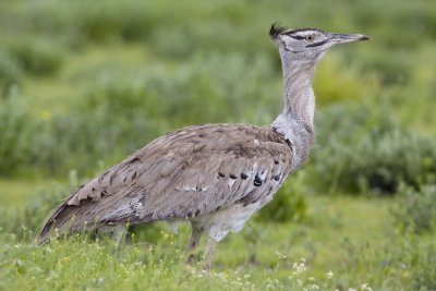 Kori Bustard