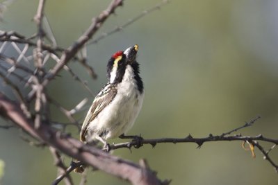 Acacia Pied Barbet