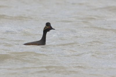 Black-Necked Grebe