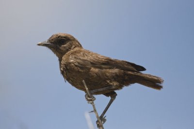 Southern Anteating Chat