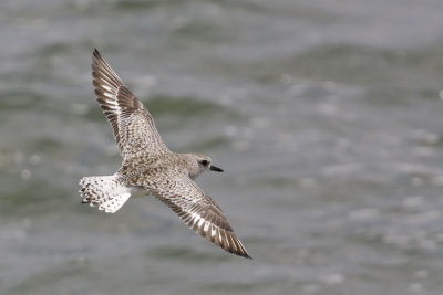 Grey Plover