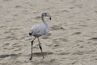 Greater Flamingo