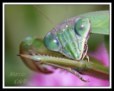 MANTIS AND GRASSHOPPERS