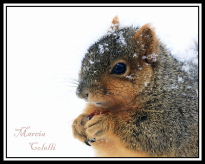 EASTERN FOX SQUIRREL_6420a-.jpg