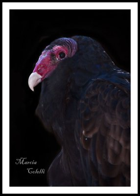 TURKEY VULTURE_1561.jpg