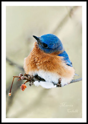 EASTERN BLUEBIRD_2665.jpg