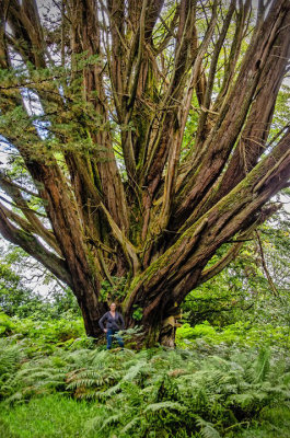 Me and a giant tree on the road to Campbelltown Argyll Scotland.jpg
