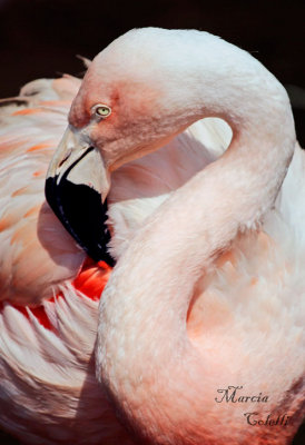 FLAMINGO_1656 .jpg