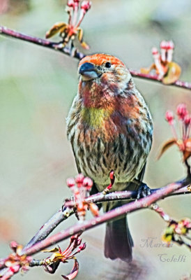 RED FINCH-4209.jpg