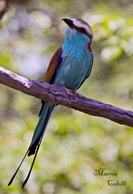 AFRICAN ROLLER -6529.jpg