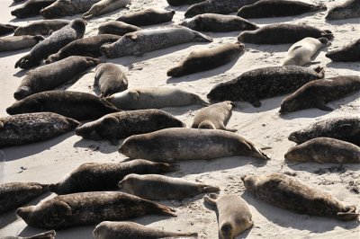 Exhausted Seals