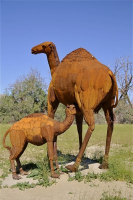 Camels