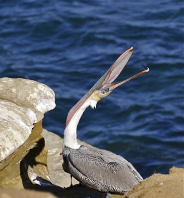 Pelican Yoga