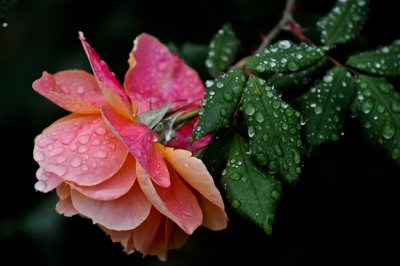 The Magical Rose Garden