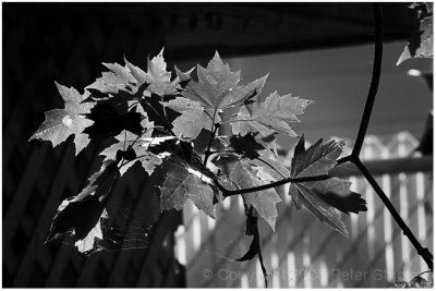 Backlit maple leaves.